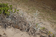Spinifex littoreus